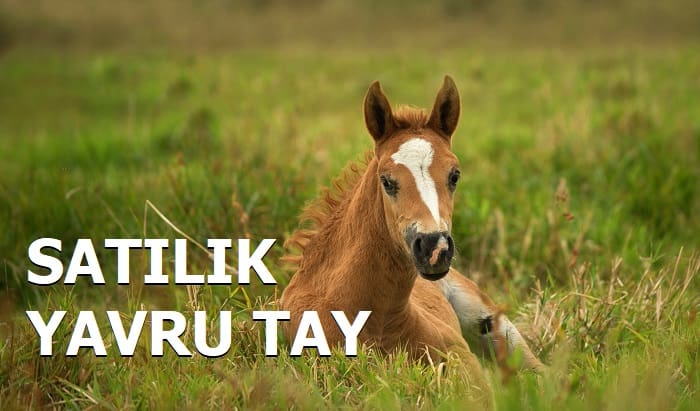 Satılık Yavru Tay Fiyatları