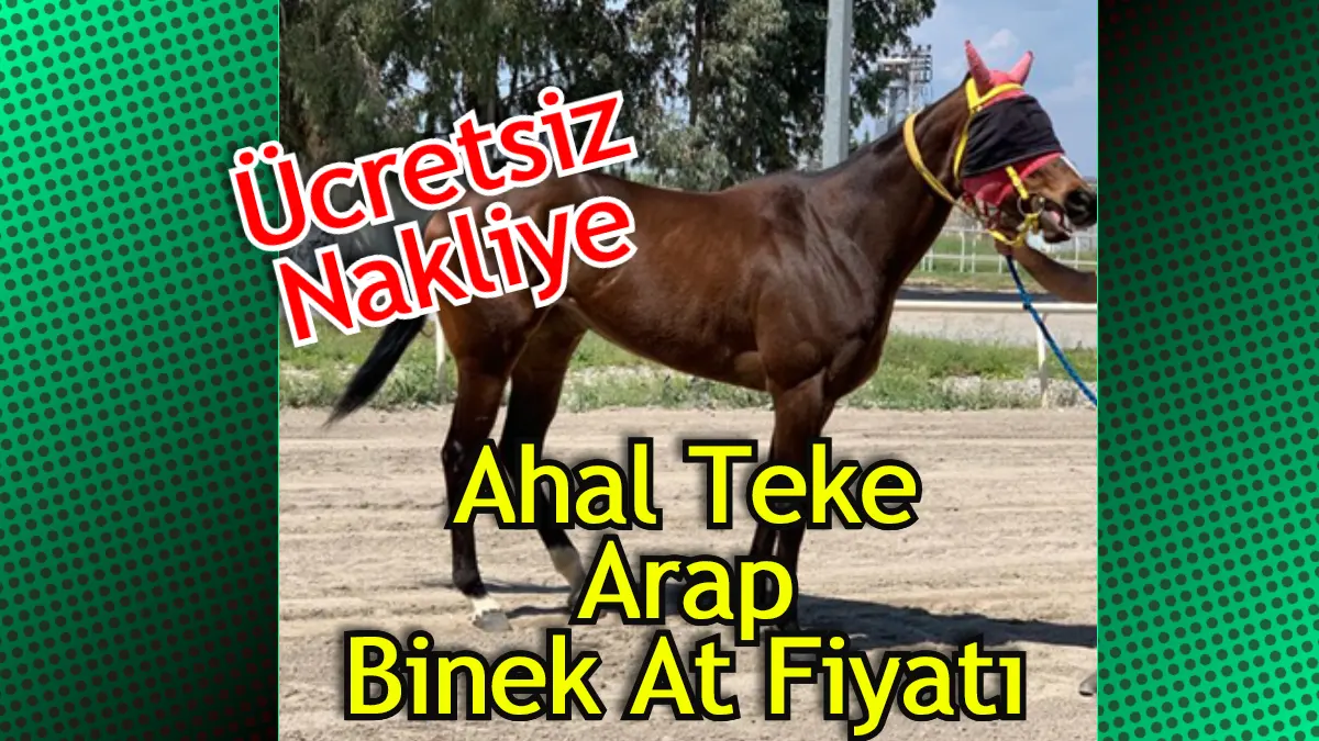 2026 Binek At Fiyatları – Satılık