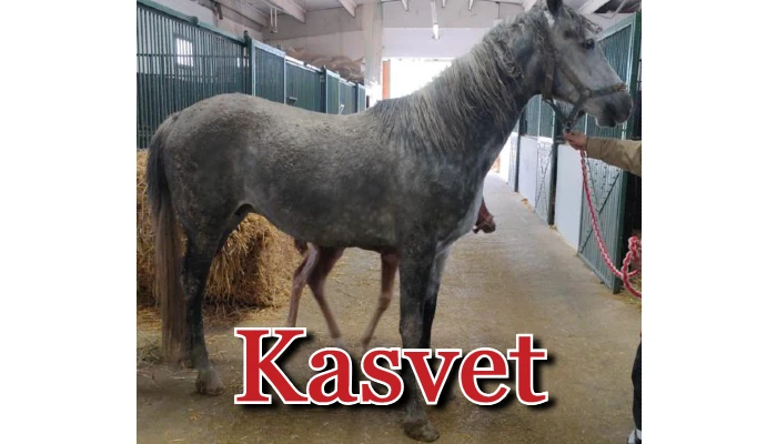At Fiyatları